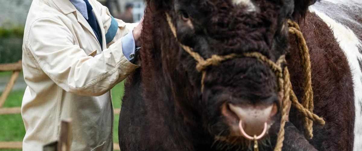 All Creatures Great and Small - Season 1