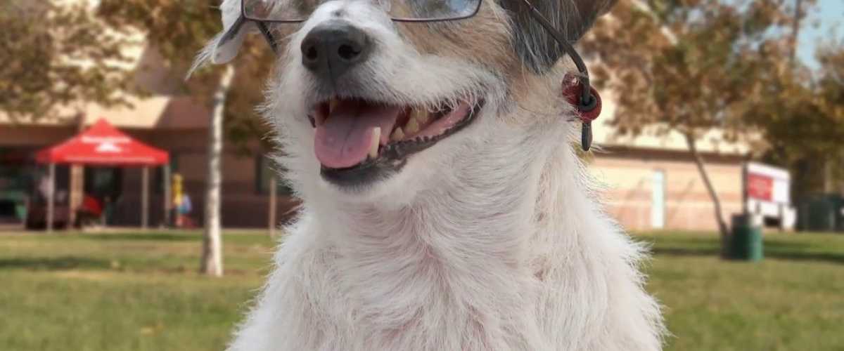 Watch A Doggone Adventure