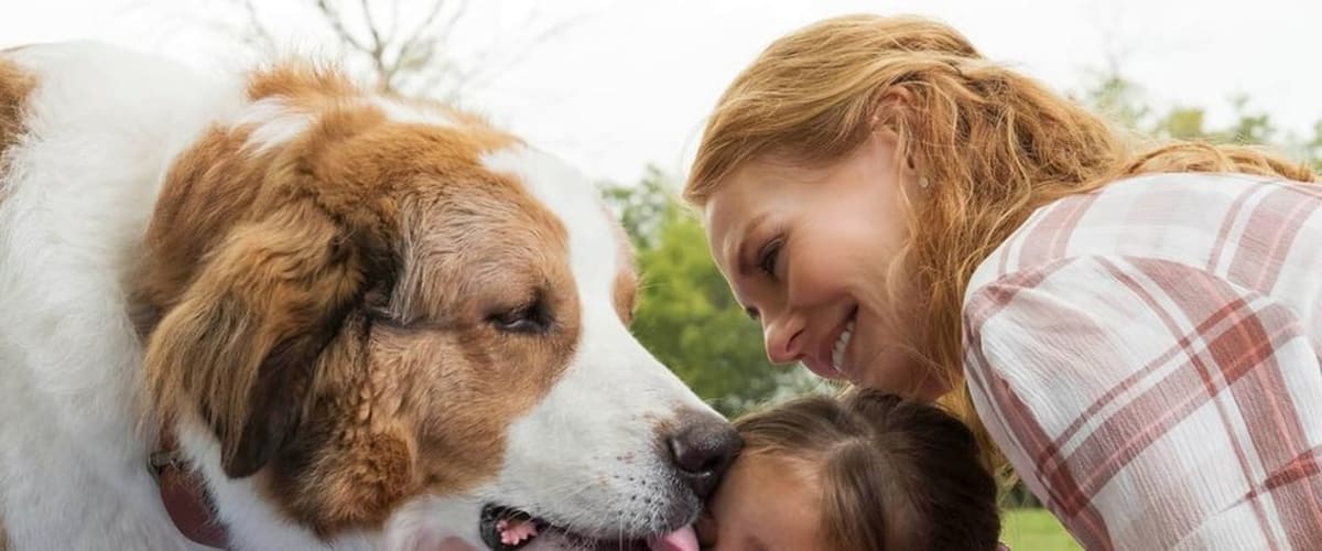 Watch A Dog's Journey