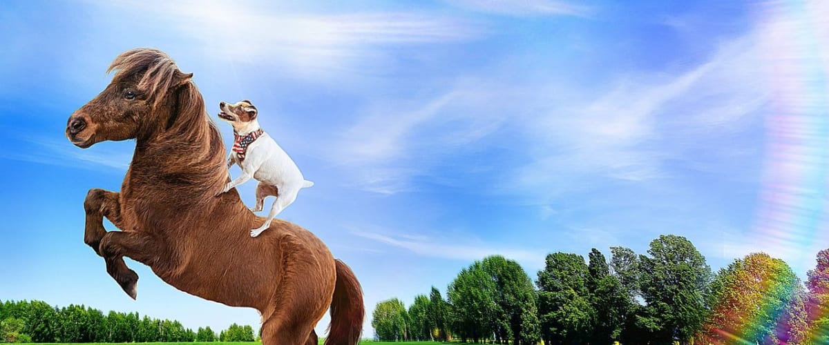 Watch Adventures of Dally & Spanky