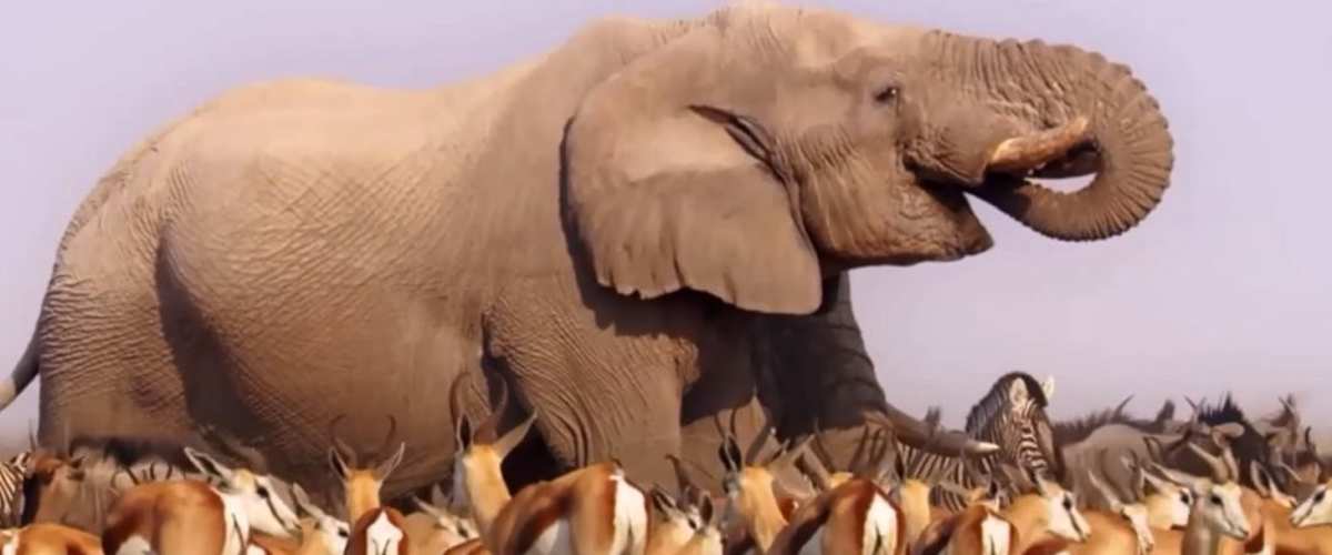 Africa (2013) - Season 01