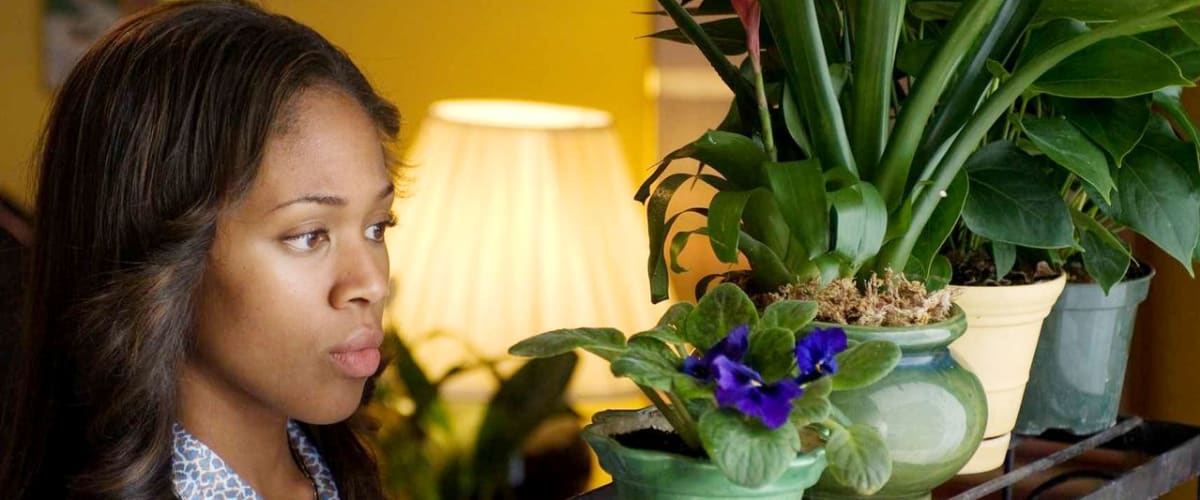 Watch American Violet