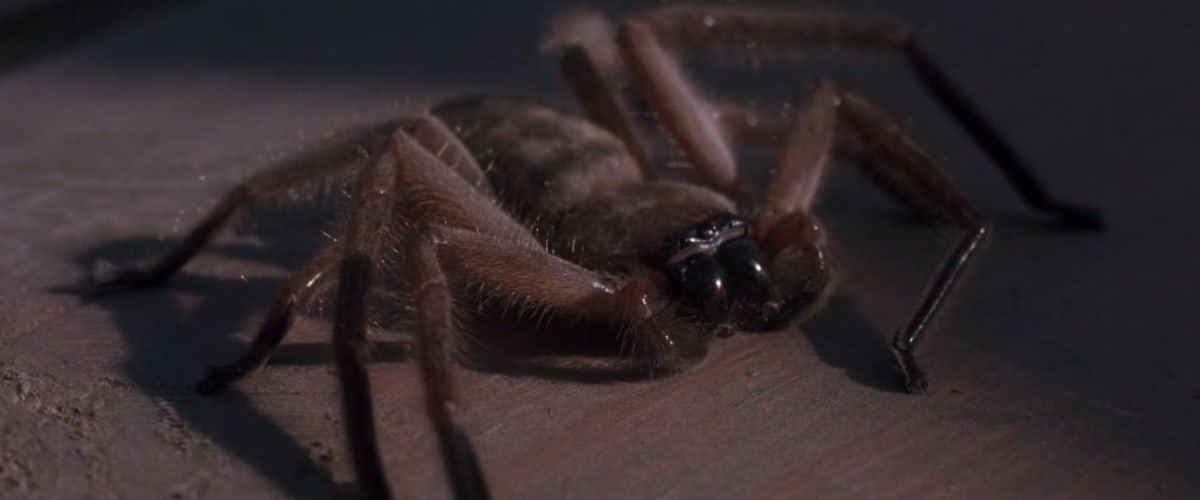 How Arachnophobia Became the Perfect Creepy Crawly Horror Comedy | Den of  Geek