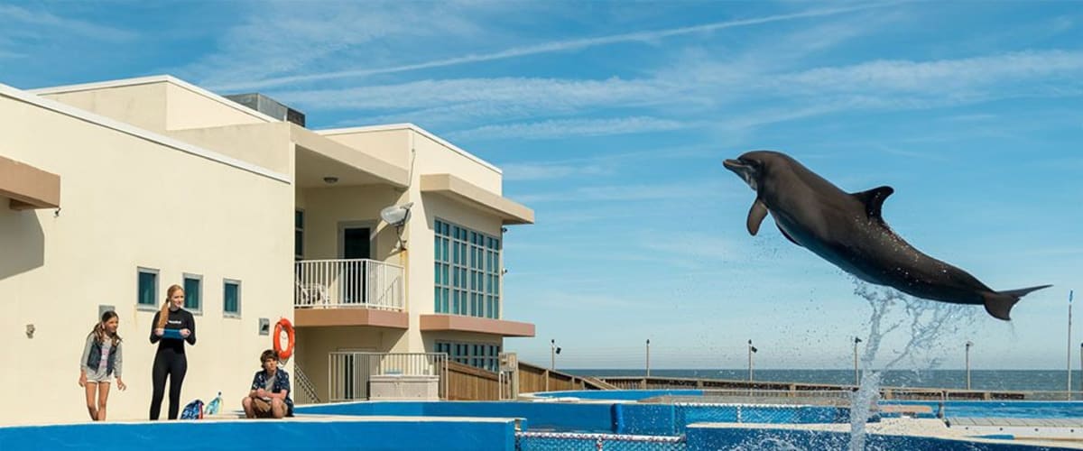 Watch Bernie The Dolphin