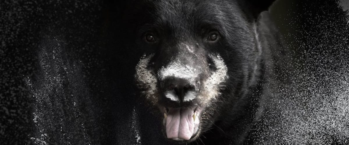 Watch Blow: The True Story of Cocaine, a Bear, and a Crooked Kentucky Cop