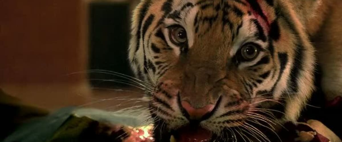 Watch Burning Bright