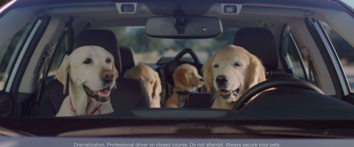 Watch Car Dogs