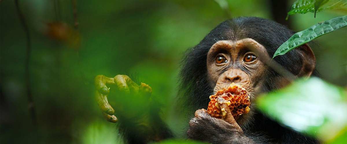 Watch Chimpanzee