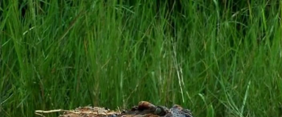 Watch Croc