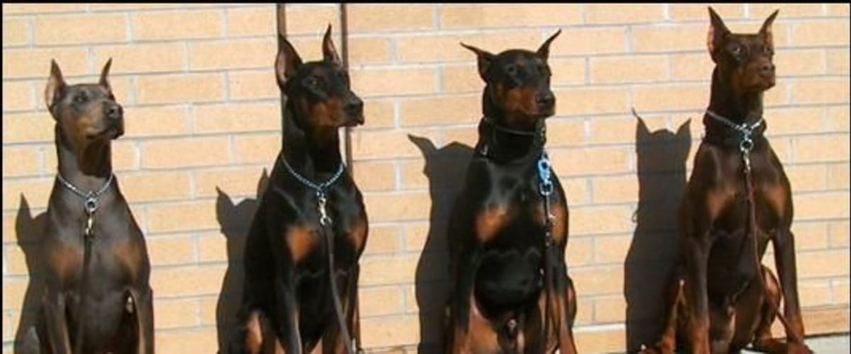 Doberman Gang