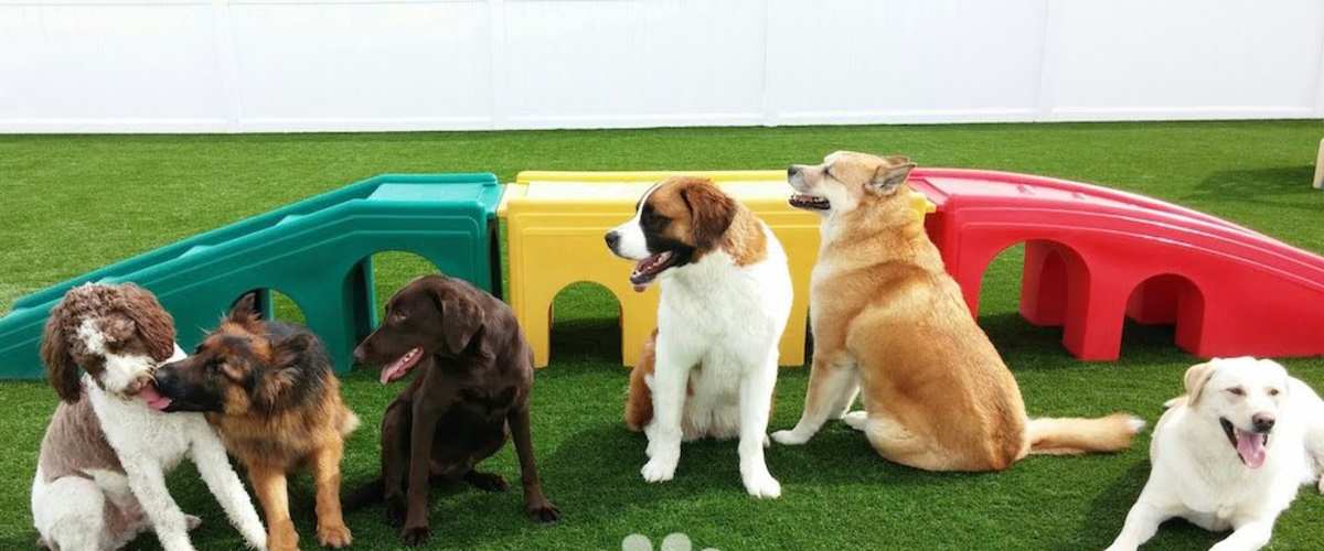 Doggy Daycare: The Movie
