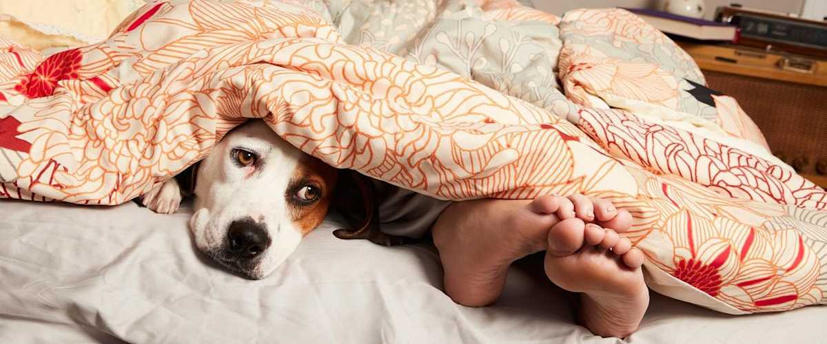 Downward Dog - Season 01