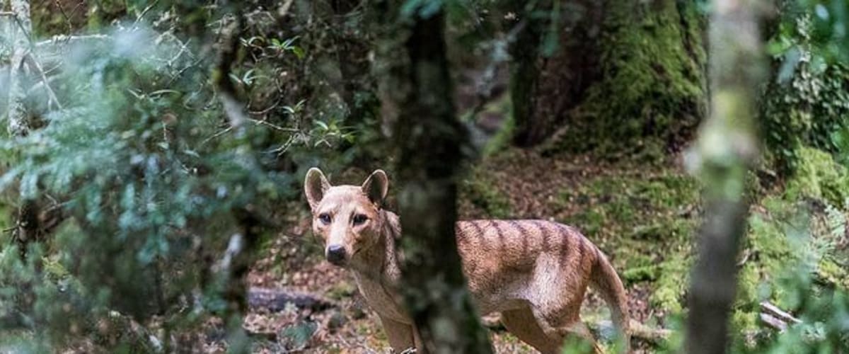 Extinct or Alive: The Tasmanian Tiger