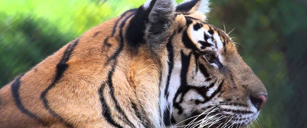 Furthest From The Wild