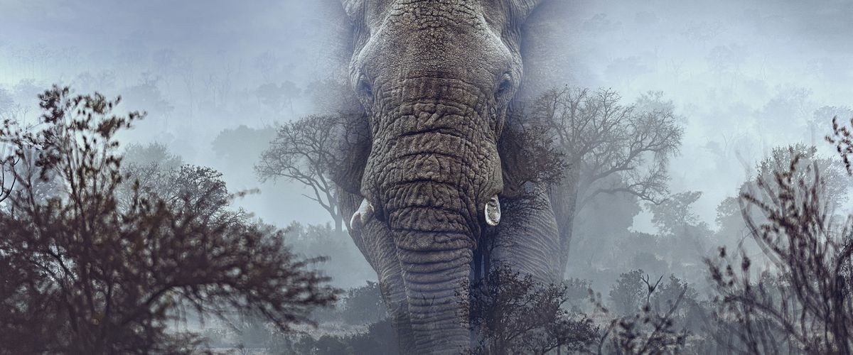 Watch Ghost Elephants