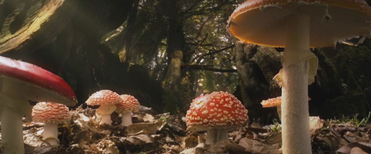 Watch Hidden Kingdoms - Season 1