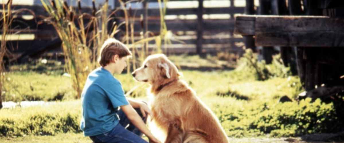 Watch Homeward Bound: The Incredible Journey