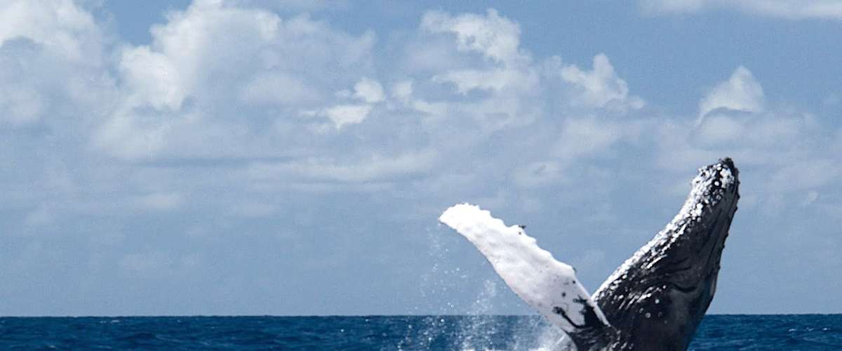 Watch Humpback Whales