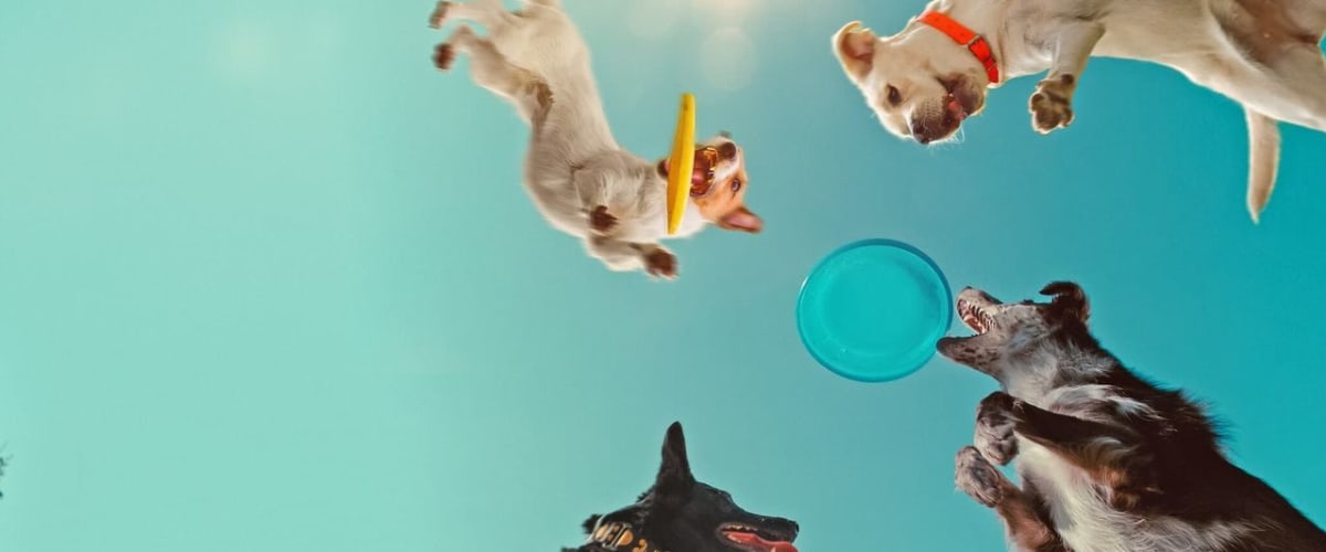 Inside the Mind of a Dog