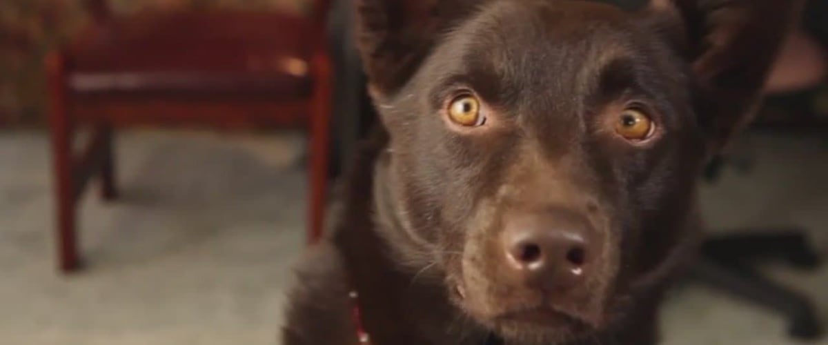 Watch Koko: A Red Dog Story