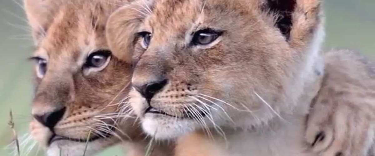 Life Story - Season 1