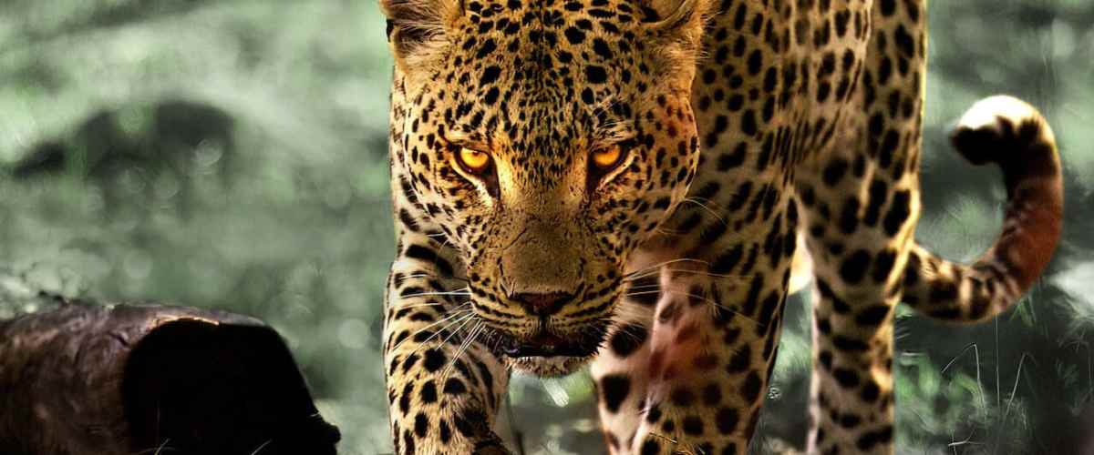 Living with Leopards