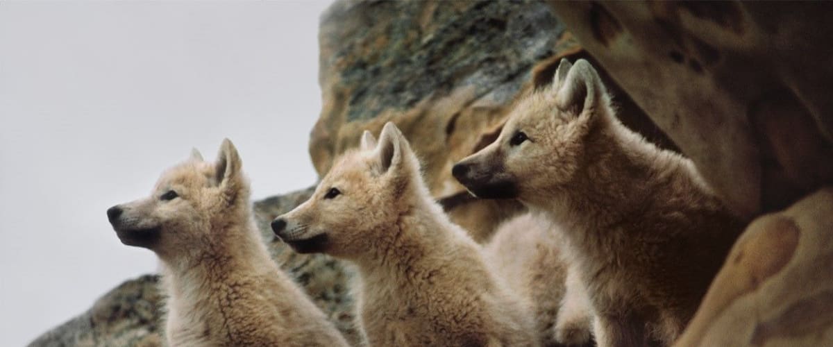 Medicine of the Wolf