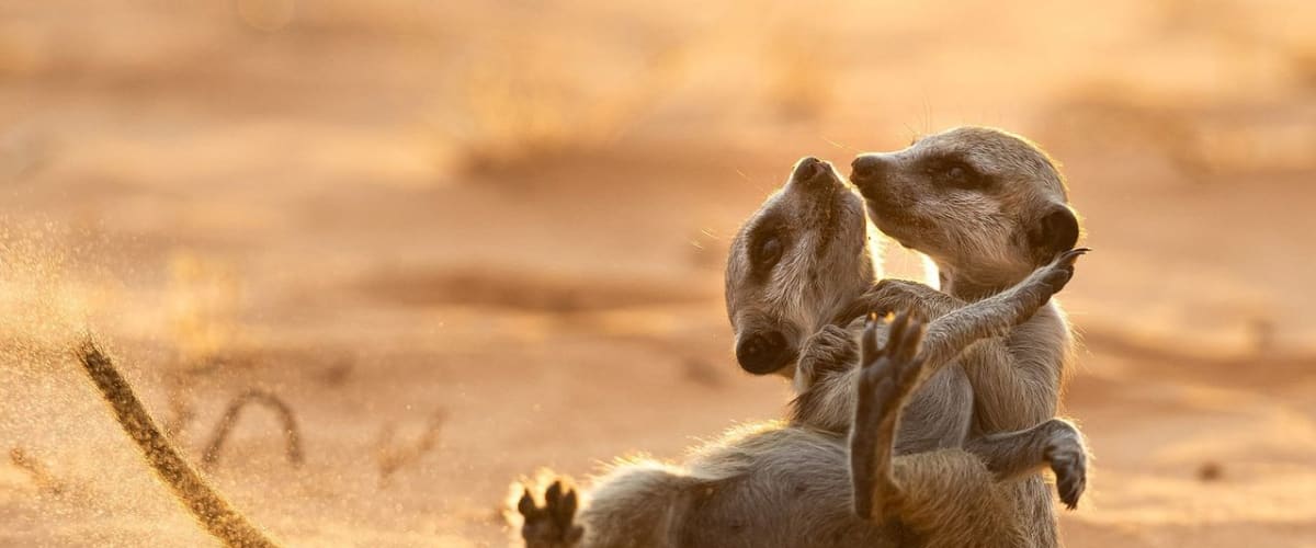 Meerkat Manor: Rise of the Dynasty - Season 1