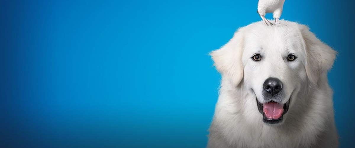 Oddball and the Penguins