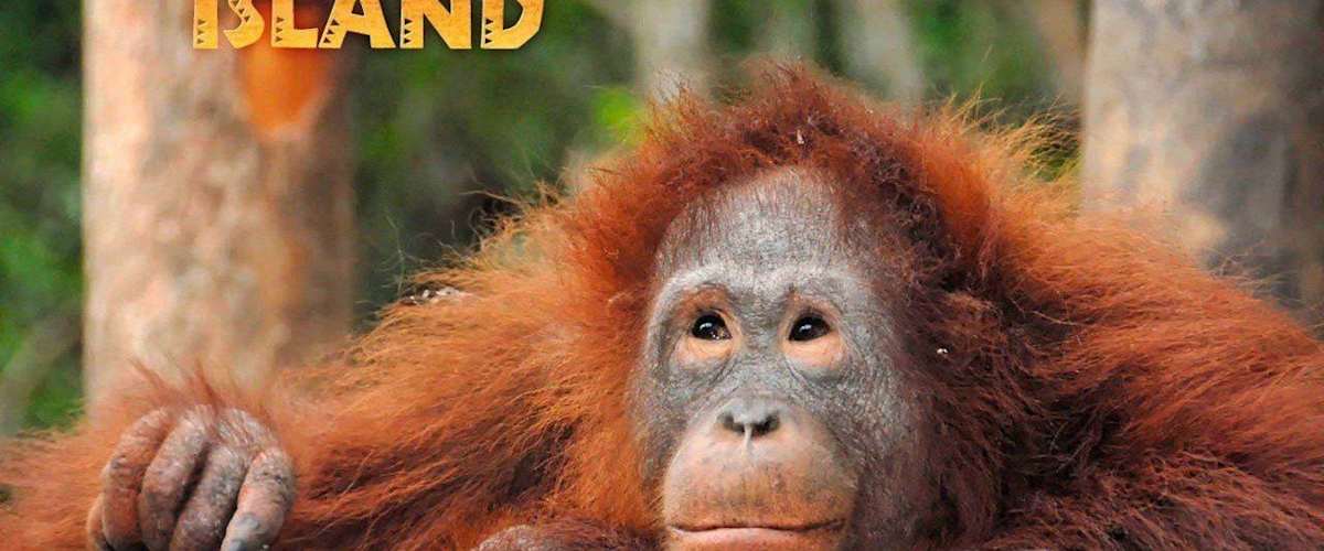 Watch Orangutan Island Season 1 For Free Online 123movies