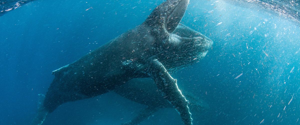 Watch Our Planet - Season 1