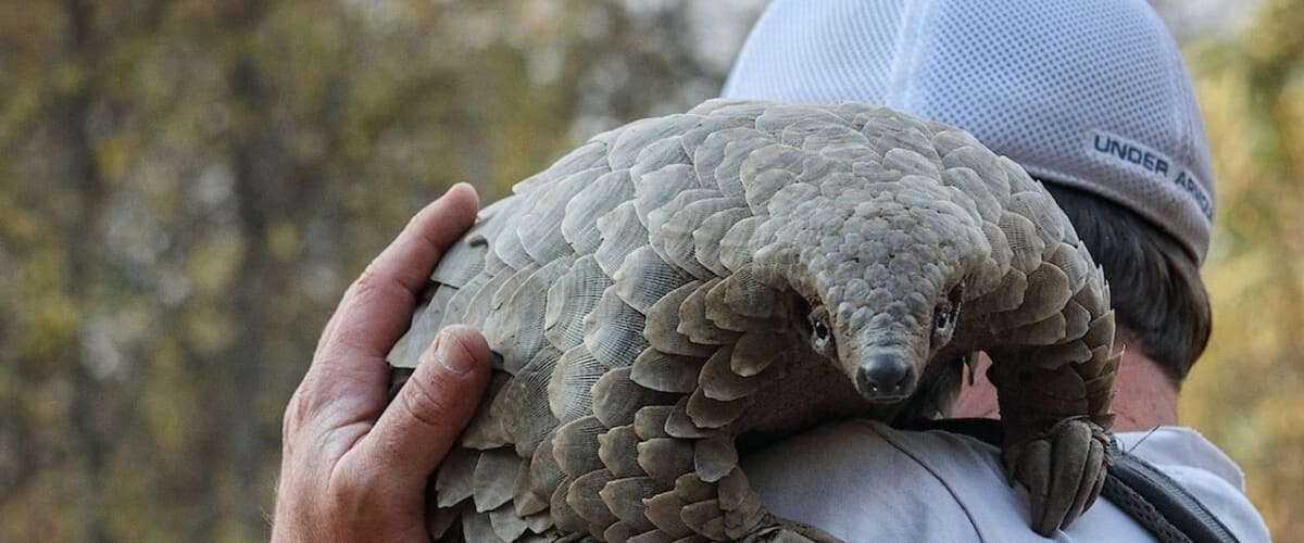 Watch Pangolin: Kulu's Journey