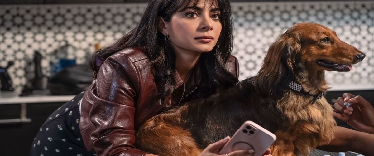 Watch Paws in the City