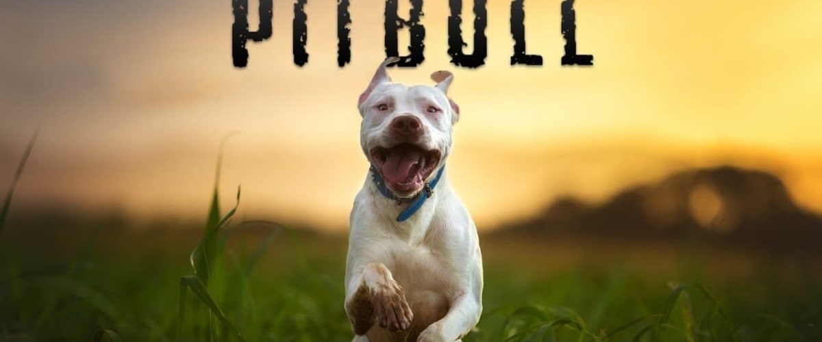 Pitbull