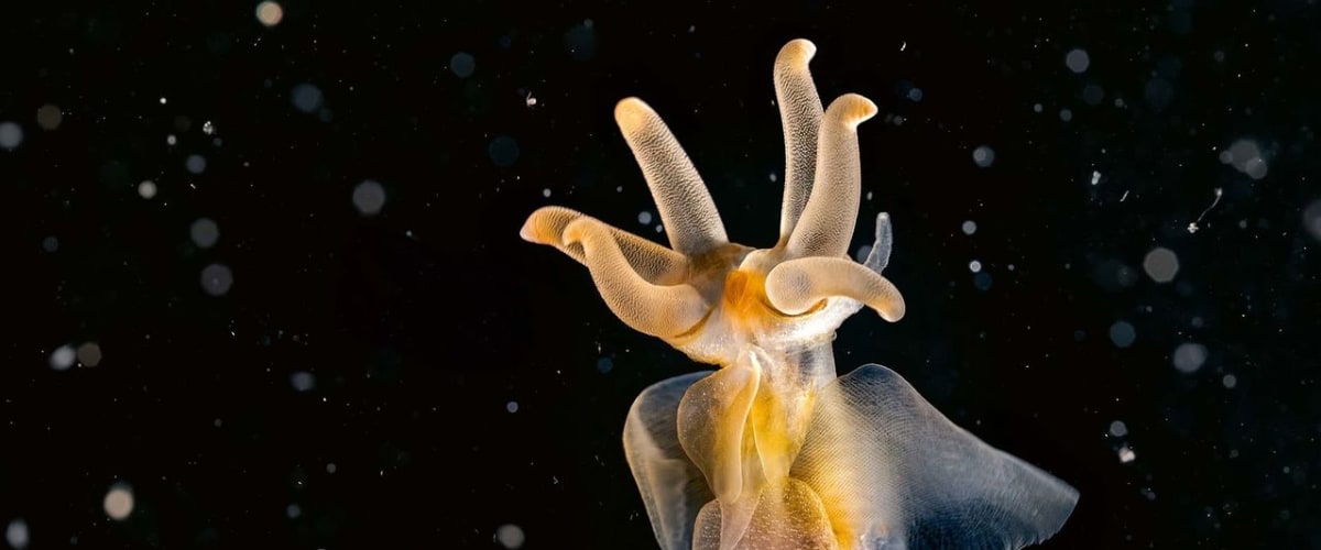 Watch Planet Earth III - Season 1