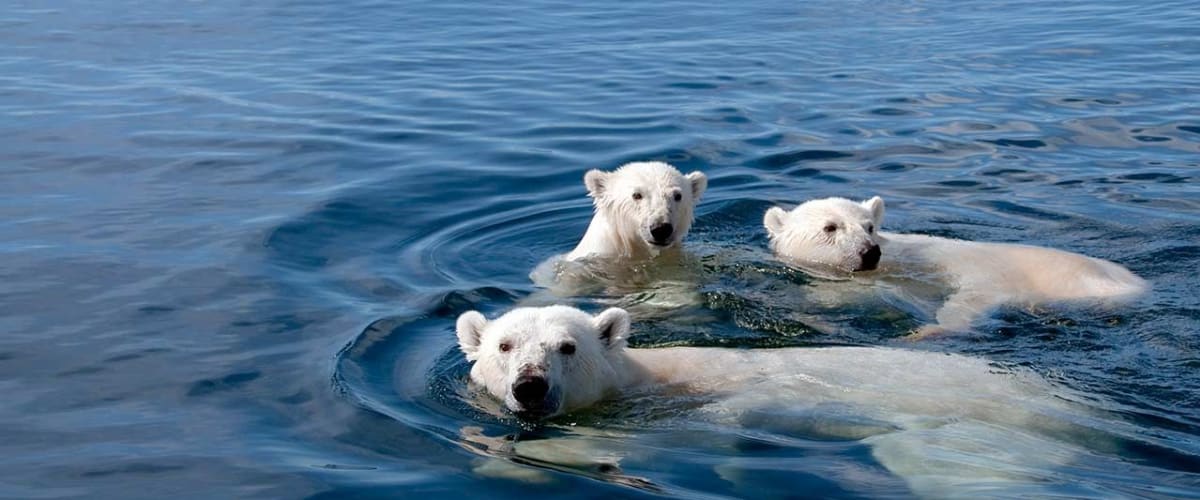 Watch Polar Bears: A Summer Odyssey