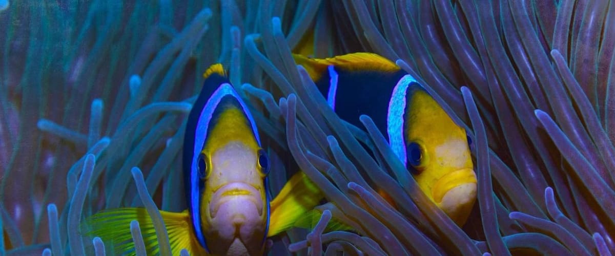 Watch Protecting Paradise: The Story of Niue