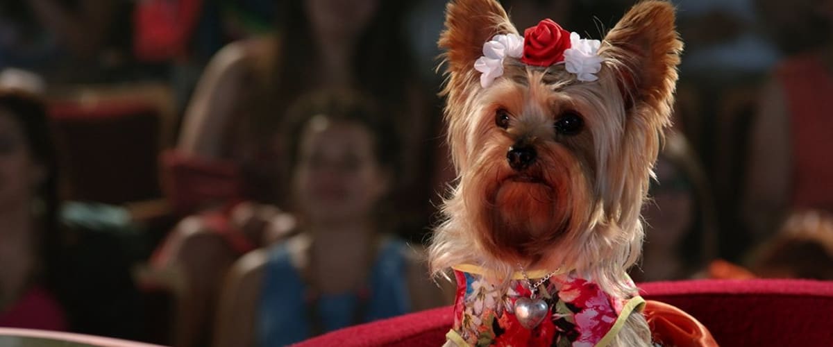 Watch Pup Star: World Tour