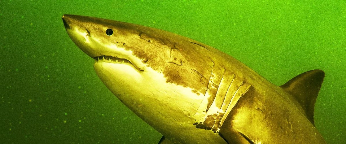 Return of the White Shark