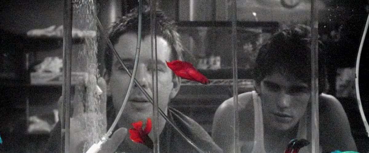 Rumble Fish