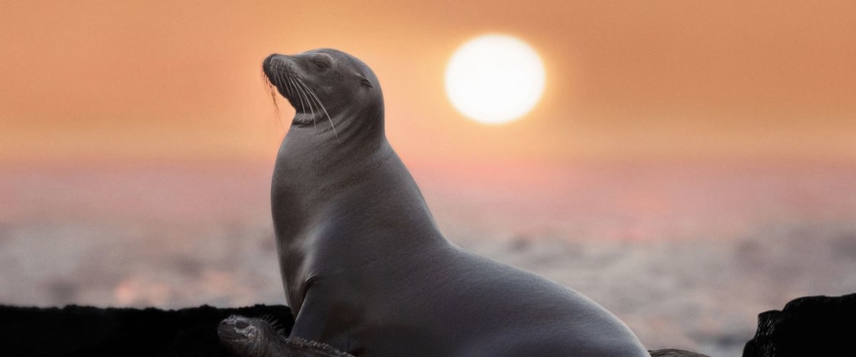 Sea Lions of the Galapagos