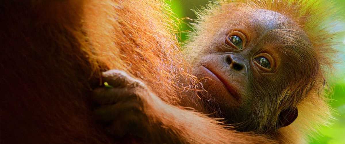 Secret Lives of Orangutans