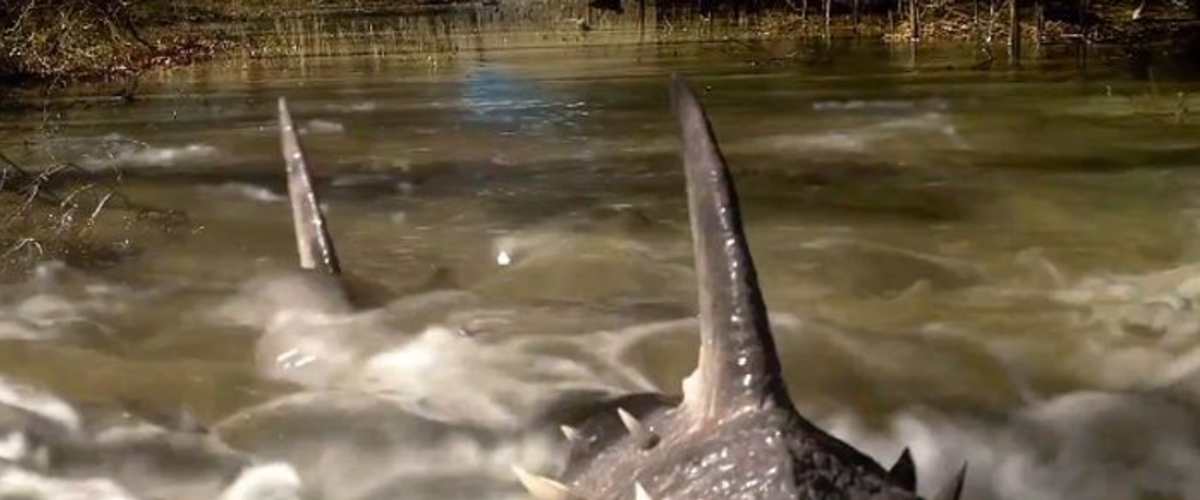 Sharkansas Womens Prison Massacre