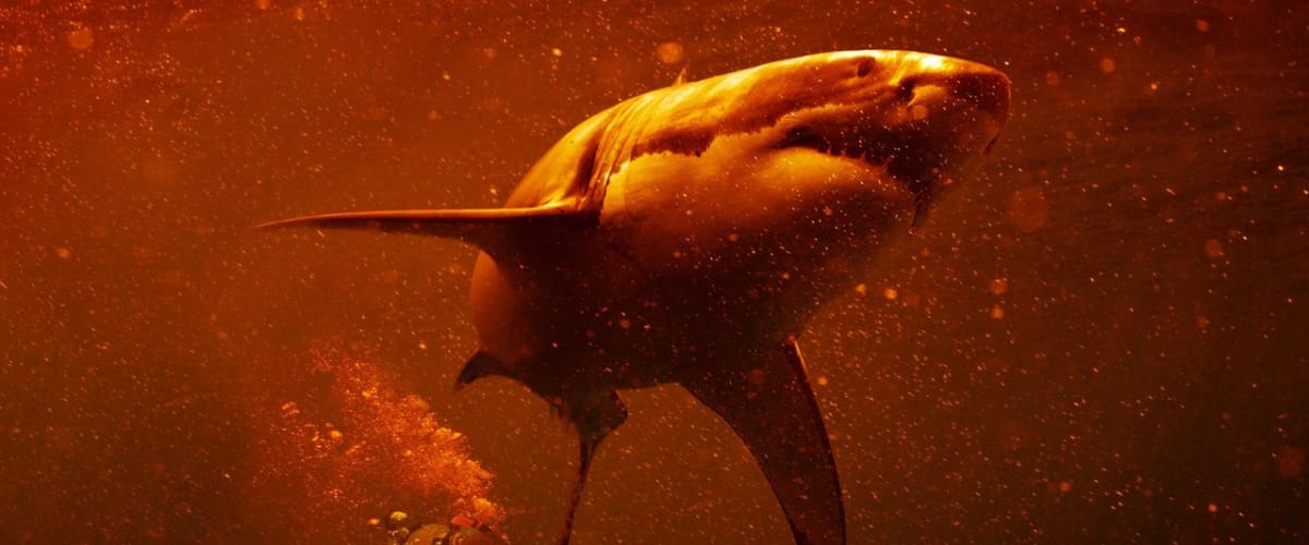 Watch Sharkcano: Hawaii