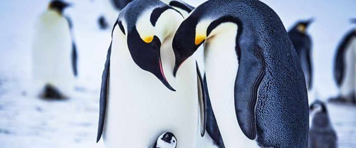 Snow Chick: A Penguin's Tale