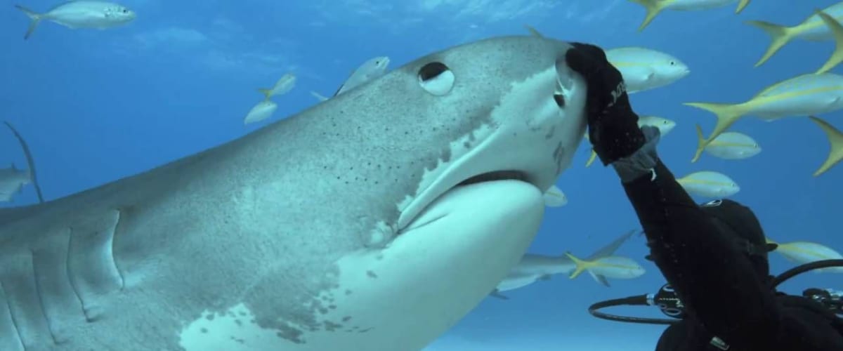 Watch Tales by Light - Season 2