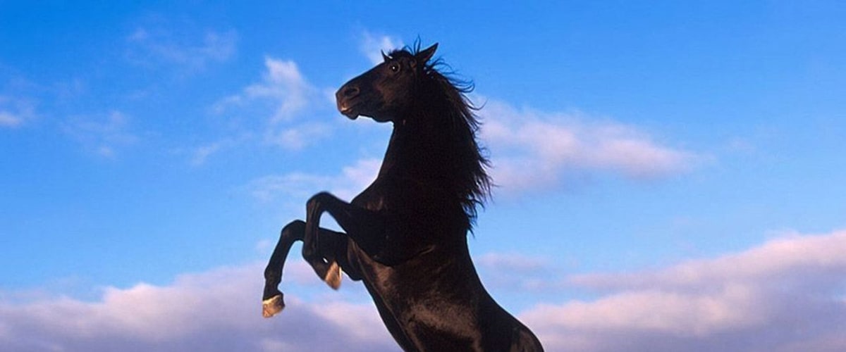 Watch The Black Stallion