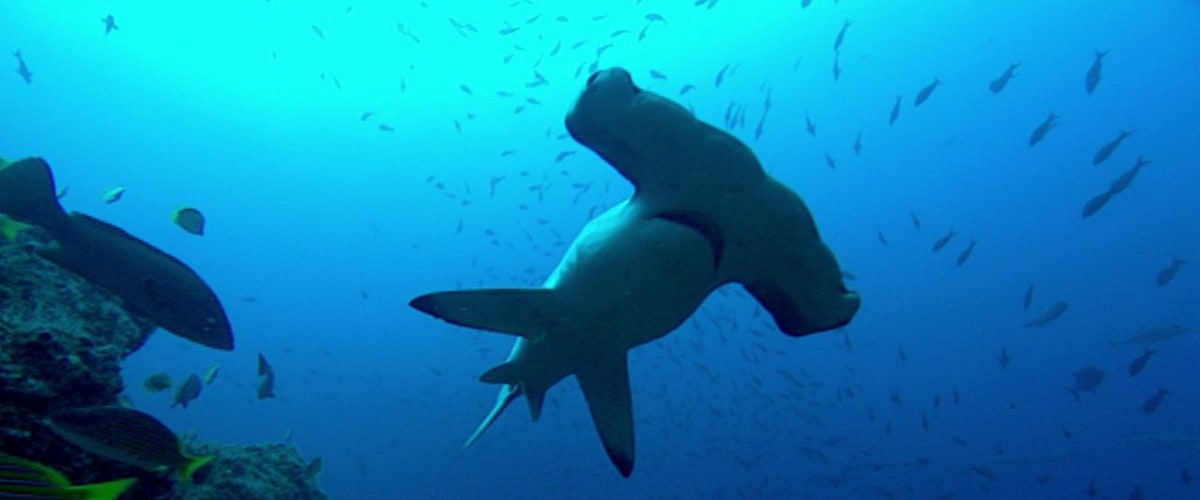 Watch The Blue Planet - Season 1