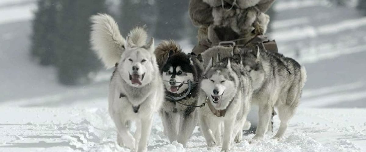Watch The Great Alaskan Race