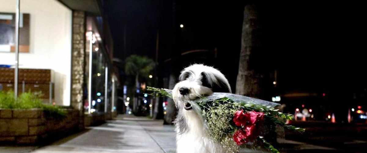 Watch The Shaggy Dog